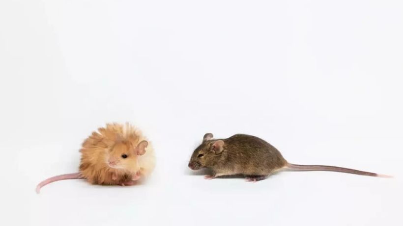 Ratón Lanudo