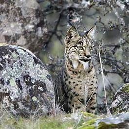 lince ibérico en sierra de Cazorla