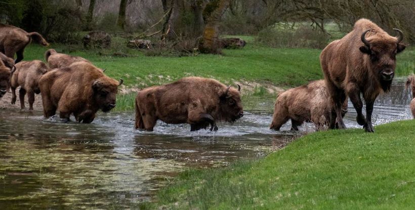 bisontes
