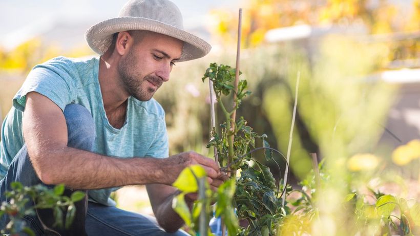 jardinero envato
