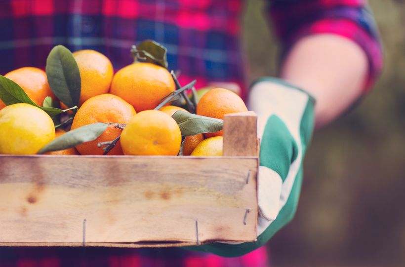 Un hombre con una caja de mandarinas