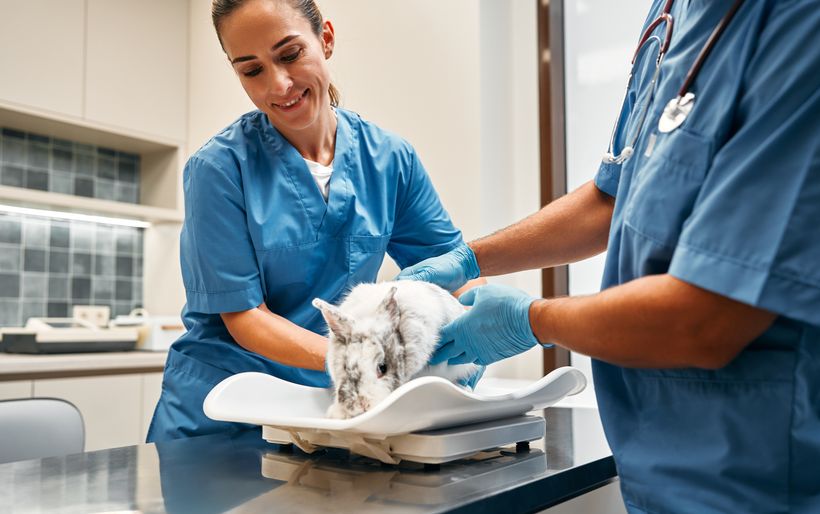 veterinaria 