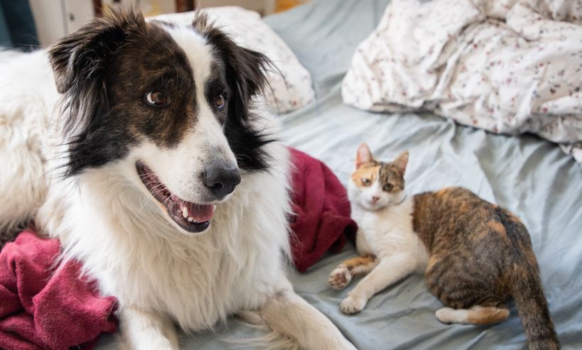 Un perro y un gato tumbados sobre la cama