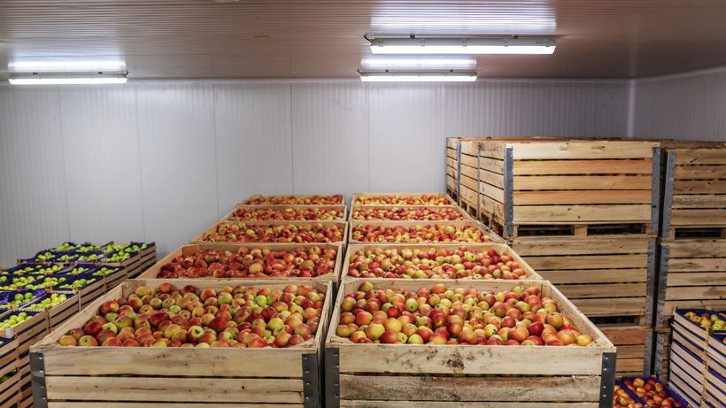 Envasadores de fruta