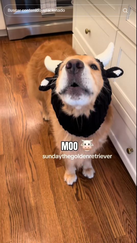 el golden retriever