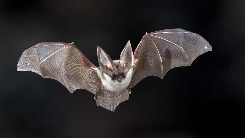Murciélago volando