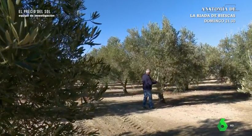 Pepe, en sus terrenos de olivos- 'La Sexta'.