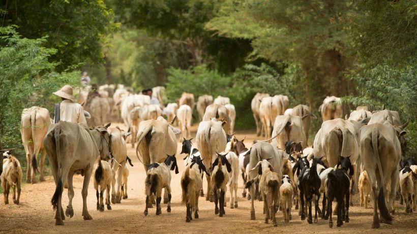 Pastoreo de cabras y ganado