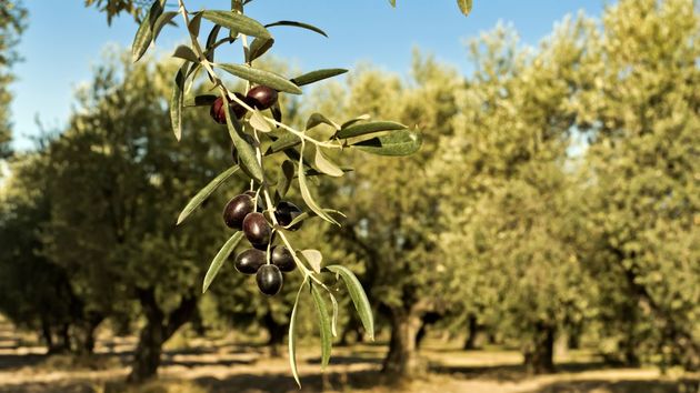 Luz verde a que la Unión Europea elimine los aranceles a las importaciones de aceite de oliva en el país desconocido de América