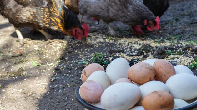 Multas de hasta 3.000 euros por tener gallinas en casa para el autoconsumo de huevos sin hacer este trámite