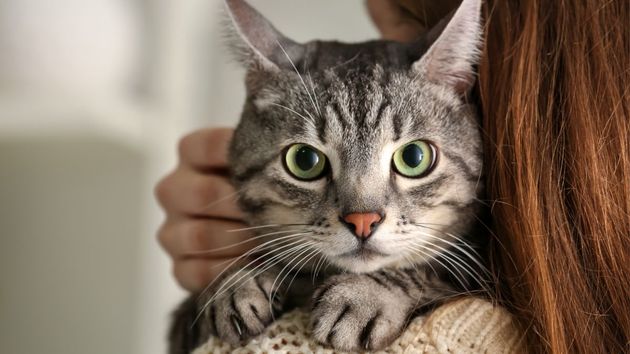 Los dueños de gatos podrán ser multados con hasta 200.000 euros por no cumplir con este requisito