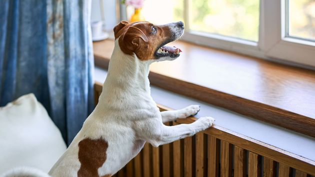 Multan a un hombre con 68 euros por los ladridos de su perro: un vecino le denunció