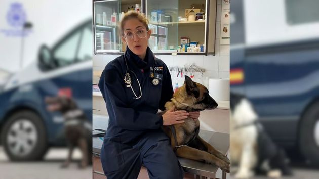 La Policía alerta a los dueños de mascotas de un grave peligro: puede requerir “atención inmediata de un veterinario”