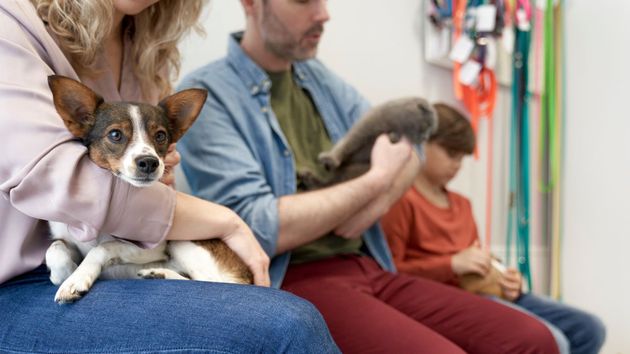 Hacienda permite a los propietarios de estos animales deducirse gastos en la declaración de la Renta