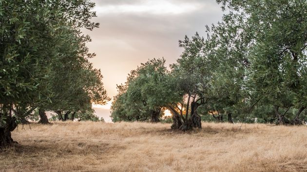 Duro golpe al aceite de oliva: Marruecos suma puntos y podría adelantar a España