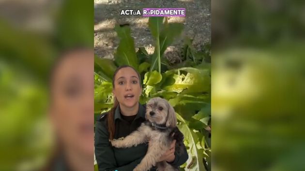 La Guardia Civil avisa a toda España de lo que está pasando con los perros: "si paseas con tu perro y ves…"
