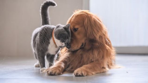 Esto es lo que pasa con la custodia de las mascotas cuando una pareja se divorcia