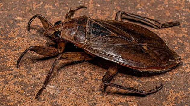 Alarma en Europa por la plaga de insectos gigantes con picaduras dolorosas que ya está afectando a los turistas