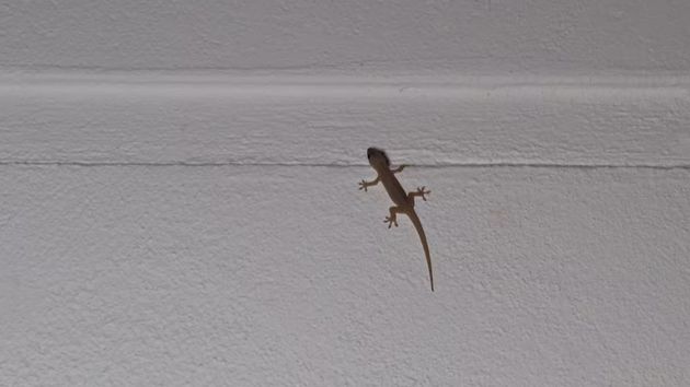 Qué significa que aparezcan lagartijas por mi casa en verano