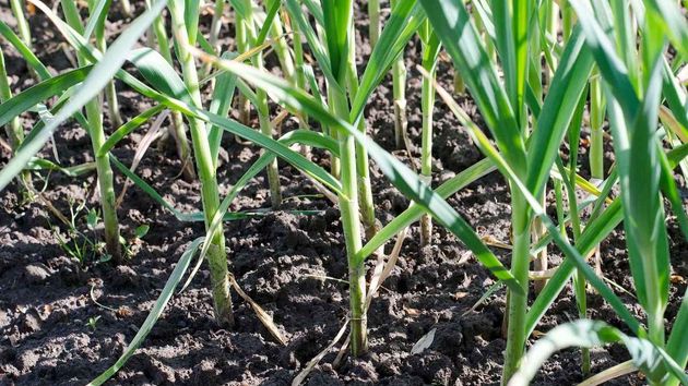 El 'asesino' del colesterol es un alimento que producimos por toneladas en España