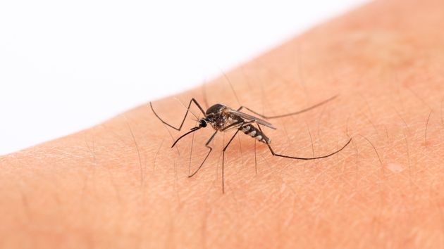 Adiós al mosquito en la habitación: el método japonés que los repele todo el verano