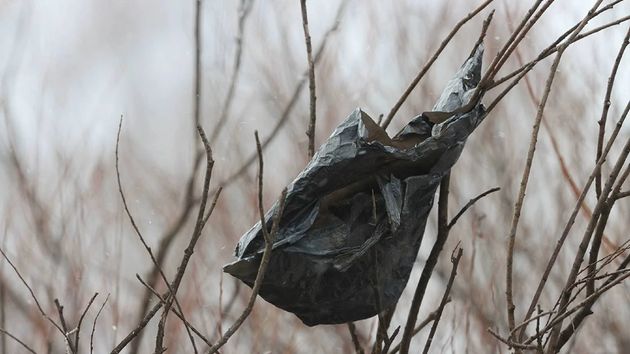 Si ves estas bolsas negras en los árboles, es mejor huir