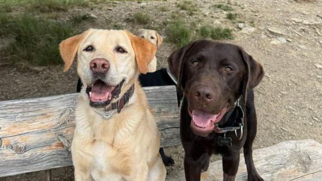 Jude, el cachorro labrador que no pudo ser perro policía y ahora busca un hogar