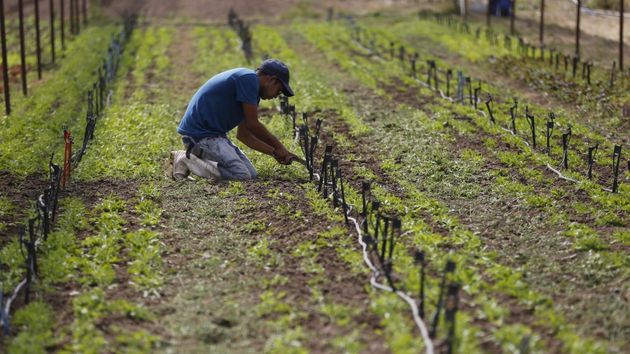 Trabajadores ecuatorianos llegan al campo de Almería gracias al programa de migración circular