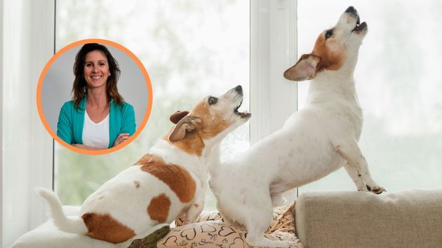 Una administradora de fincas lo deja claro: qué hacer si el perro de tu vecino no deja de ladrar