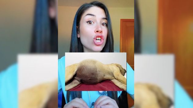 María, veterinaria: “Dar de comer a tu perro antes de los paseos podría ser letal para él”