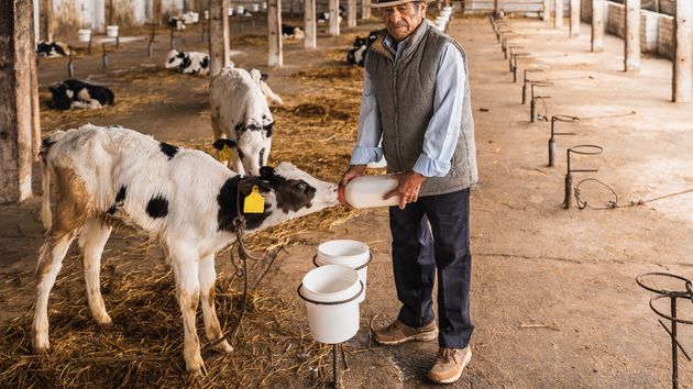 Una mujer denuncia a su vecino por dar de comer a las vacas demasiado temprano: le molesta el ruido y que los toros invadan su jardín