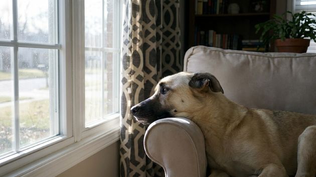 La ley de bienestar animal lo confirma: no se puede dejar a un perro solo en casa más de 24 horas