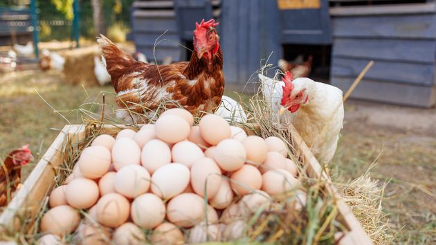 La OCU avisa de que los huevos camperos ya no lo son por la gripe aviar: se paga más por un producto que no da lo que promete