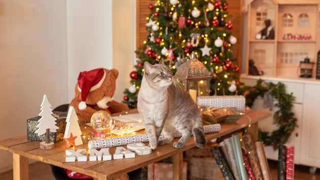 La ley de bienestar animal lo confirma: no puedes dejar a tu gato solo en casa más de tres días esta Navidad