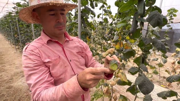 Andrés, agricultor colombiano en España: "Una hora de trabajo aquí en los campos el año pasado estaba a 5 euros, ahora está a 5,50"