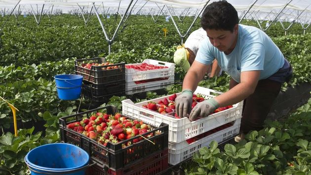 Antonio Cabrera, agricultor: “Con la fresa gano 55 euros al día, que son como unos 1.200 euros al mes, y solo trabajamos como máximo 5 meses al año”