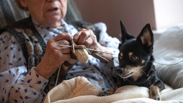 El Tribunal Supremo descarta el desahucio de una anciana por tener perros en la vivienda alquilada y malos olores: no es motivo si no hay insalubridad grave