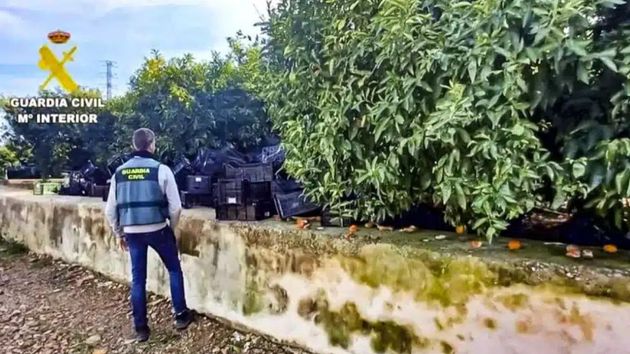 La Guardia Civil detiene a un agricultor por plantar nectarinas: se enfrentaría a una multa de casi 300.000 euros