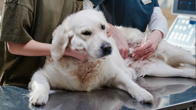 La despiden por faltar al trabajo para  llevar a su perra al veterinario por motivos urgentes: la justicia lo declara improcedente por razones “humanitarias y éticas”