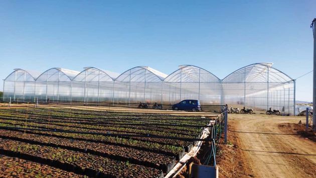 Marruecos podrá vender productos del Sáhara Occidental sin etiquetar en la UE: el tomate cherry y el pescado barato inquietan al campo español
