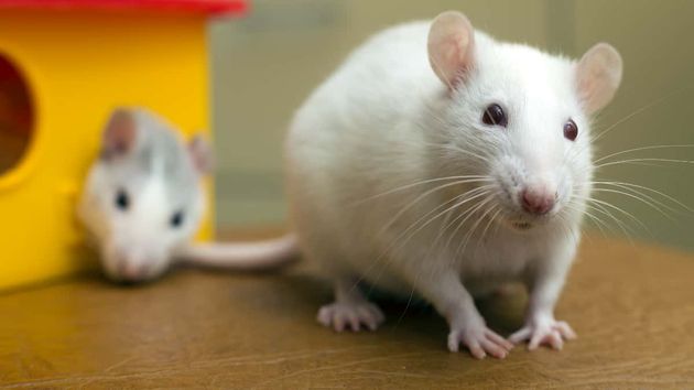 Científicos aplican nicotina durante 22 meses en ratones y descubren que retrasa el envejecimiento ligado a la edad