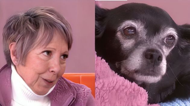Consuelo, 71 años: “Toda mi herencia será para mi perro de 12 años, mi hijo solo recibirá la legítima, no estoy loca”
