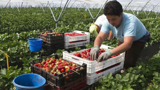 La Unión Europea se refuerza como primer mercado de frutas y hortalizas frente al retroceso de las ventas extracomunitarias