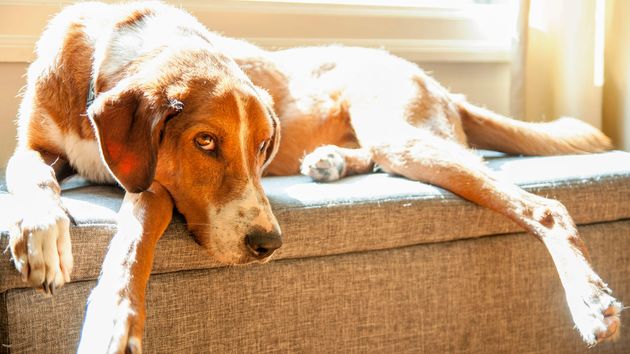 El artículo 27 de la Ley de Bienestar Animal establece que dejar a un perro solo más de 24 horas consecutivas está prohibido y conlleva multas