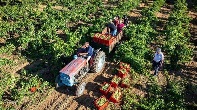 José, agricultor: "Con estos precios es imposible que salgan las cuentas, arar un tractor cuesta 120€ al día y el fertilizante subió 100€ la tonelada en horas... es un disparate, siempre pagamos el pato"