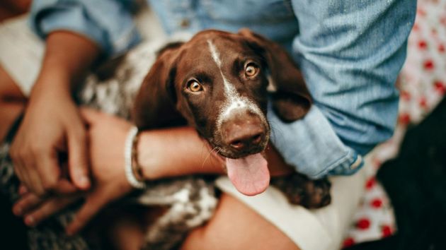 La ley castiga a los propietarios por no identificar a su mascota y fija multas de hasta 50.000 euros