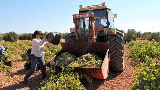 Viticultoras denuncian que las máquinas no son adecuadas para su tamaño: “Si pesas menos de 55 kilos, el tractor no arranca. Tengo que empujar en el techo para que me detecte”