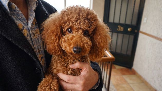 Un vecino no puede vivir con su caniche en su casa porque la comunidad prohíbe las mascotas: la justicia avala el acuerdo y niega un derecho absoluto a tener animales