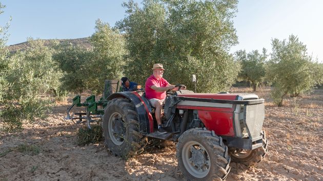 Multan con 240.000 euros a un agricultor por arrancar 80 olivos sin autorización aunque eran de su propiedad