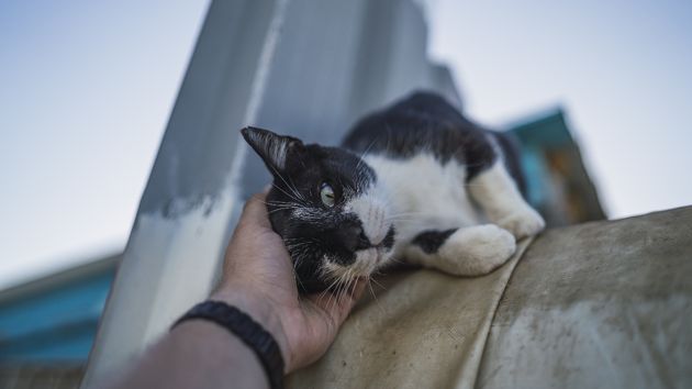 La Ley de Bienestar Animal prohíbe llevarse a un gato de la calle salvo que esté enfermo o sea para adoptarlo
